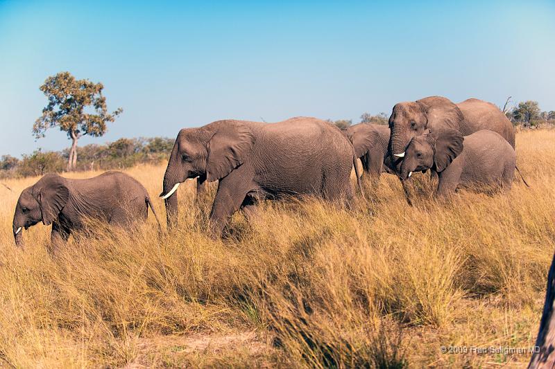 20090616_095416 D3 X1.jpg - Elephants